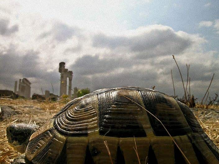 tortoise view of Pergamon jpg