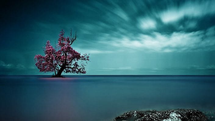 solitary mangrove tree