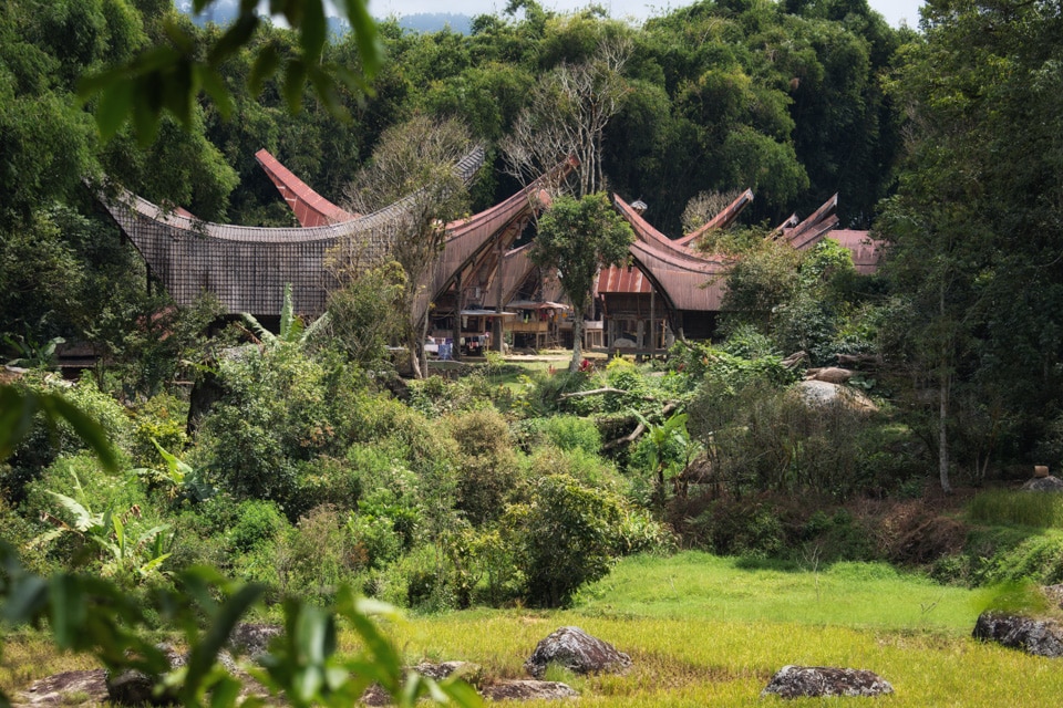 Tongkonans in the jungle of Tana Toraja