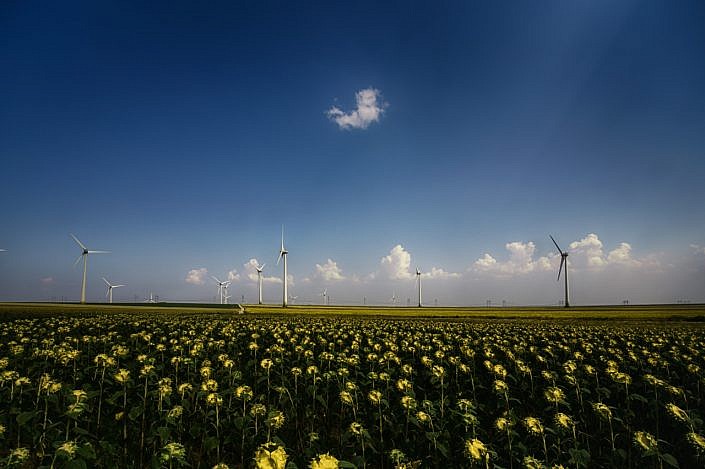 Sunflowers-and-wind-energy.jpg